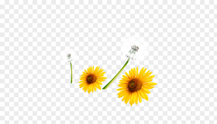 Sunflower Common Download Computer File PNG