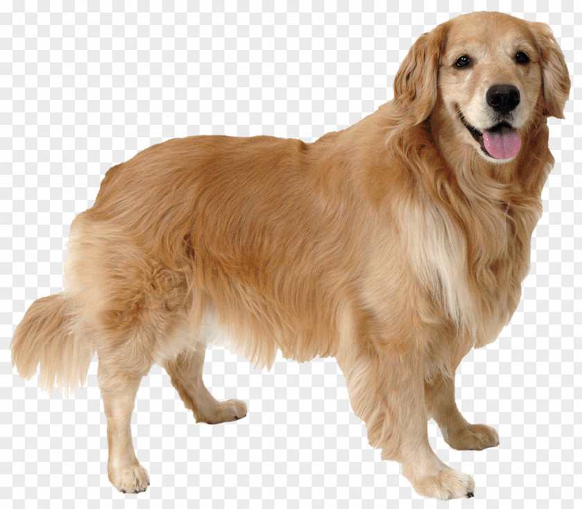 Golden Retriever What Dog? Puppy Cat Canine Body Language PNG