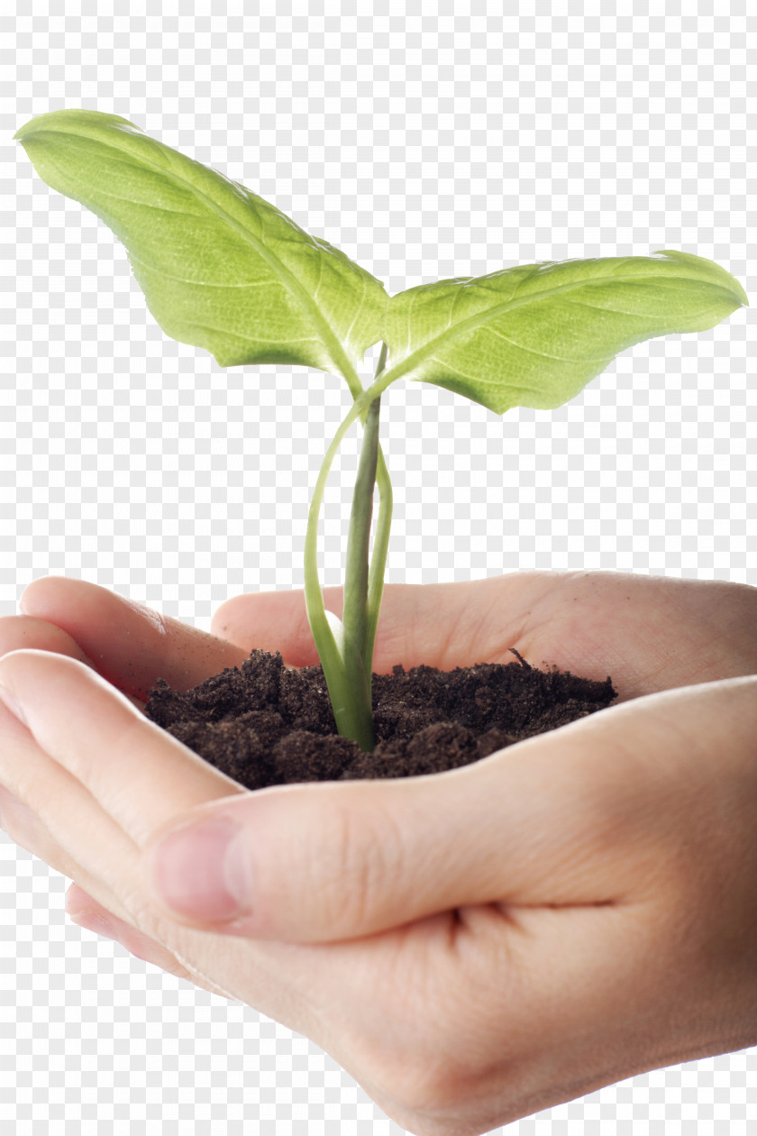 Holding Plant Seedling Stock.xchng PNG
