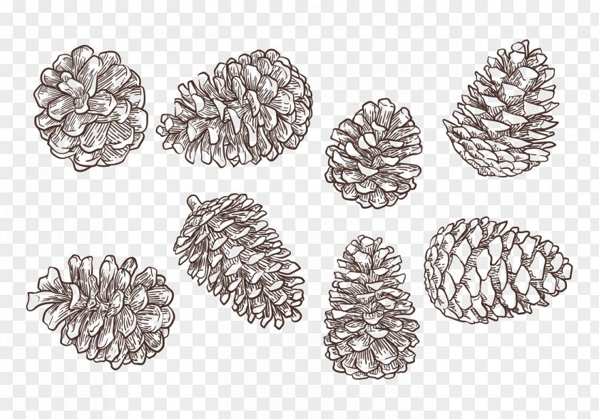 Pine Cone Conifer Drawing PNG