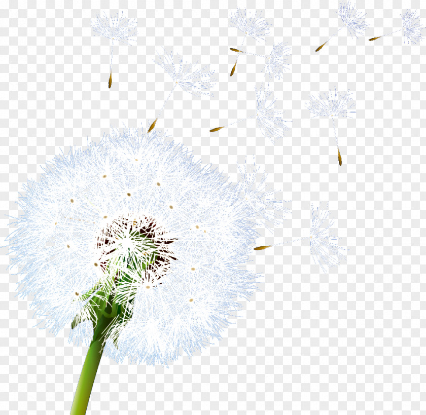 Dandelion PNG