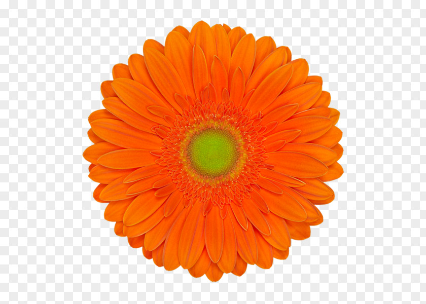 Flower Cut Flowers Transvaal Daisy Orange Green PNG