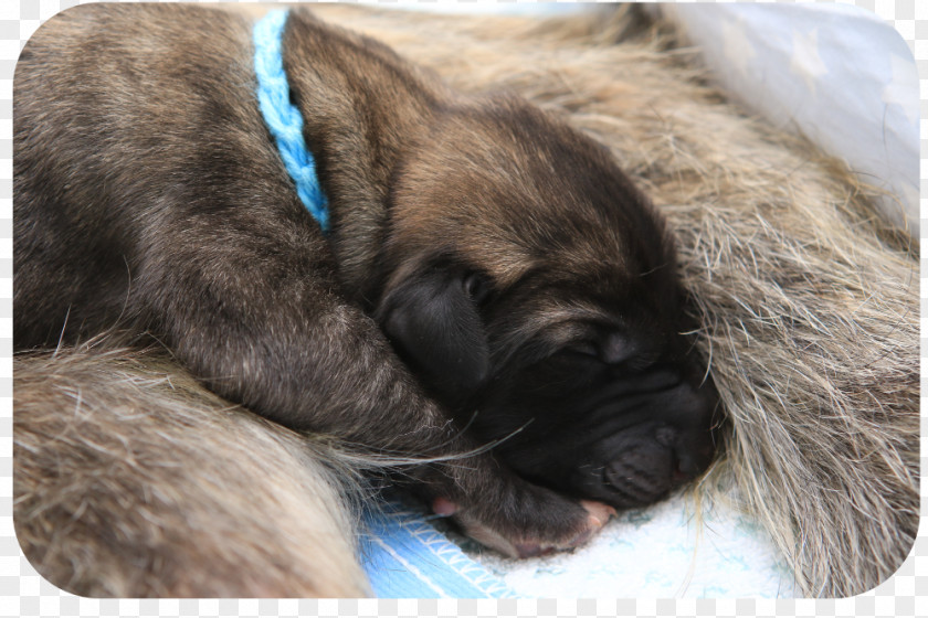 Irischer Wolfshund Dog Breed Puppy Irish Wolfhound Rare (dog) Ballroth Hills PNG