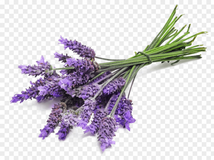 Lavender Bunch Close Up PNG Up, purple grape hyacinth clipart PNG