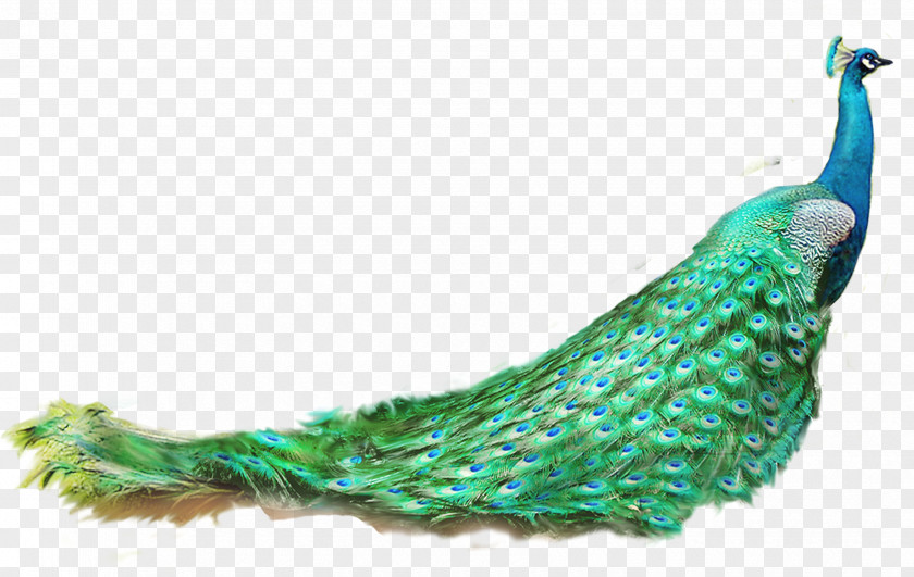 Peacock Asiatic Peafowl Feather PNG