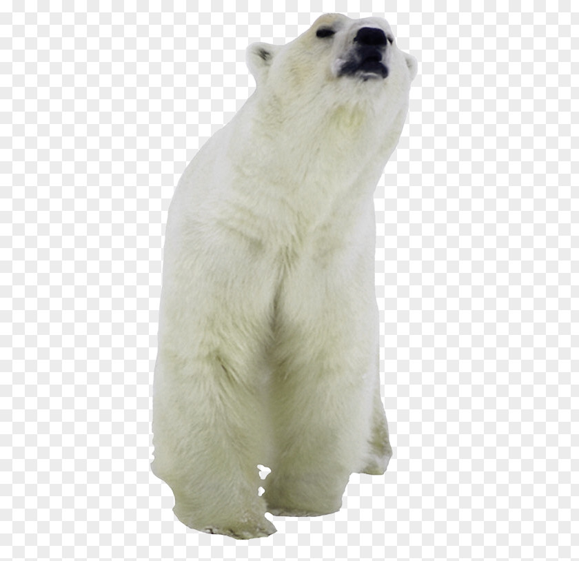 Polar Bear American Black Clip Art Kodiak Pizzly PNG