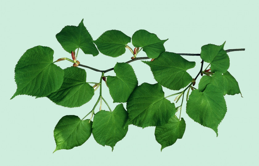 Rama Leaf Tree Clip Art PNG