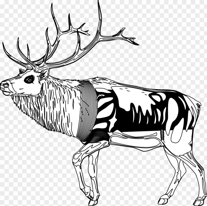 Reindeer Black And White Line Art Clip PNG