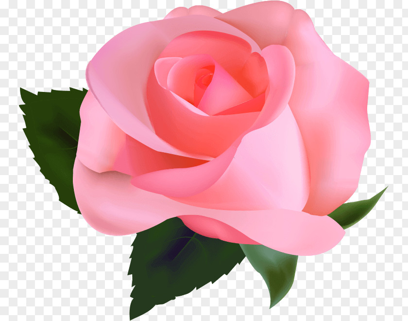 Rose Photography Clip Art PNG