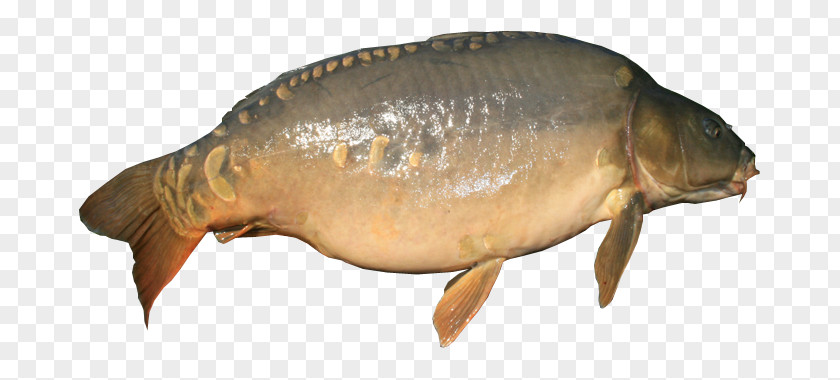 Carp Mirror Fish PNG