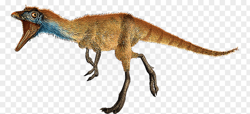 Dinosaur Compsognathus Megaraptor Microraptor Saltopus Spinosaurus PNG