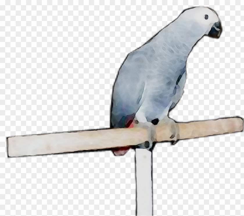 Macaw Parakeet Feather Pet Beak PNG