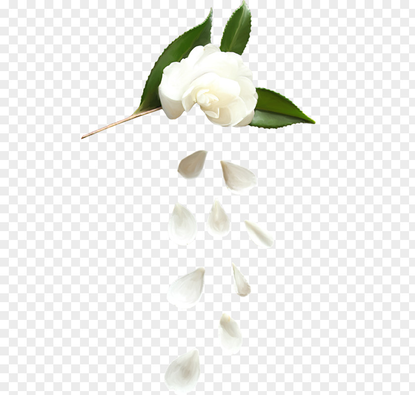 White Roses Flower Rosa × Alba Petal Computer File PNG