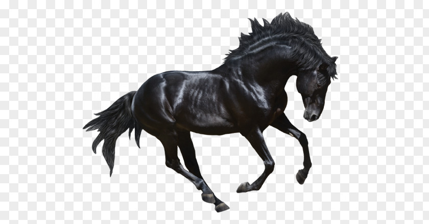 Andalusian Horse Stallion Friesian Arabian Gallop PNG