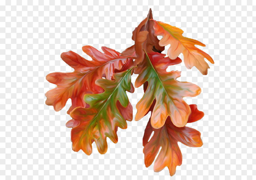 Autumn Leaves Leaf Color Paper PNG