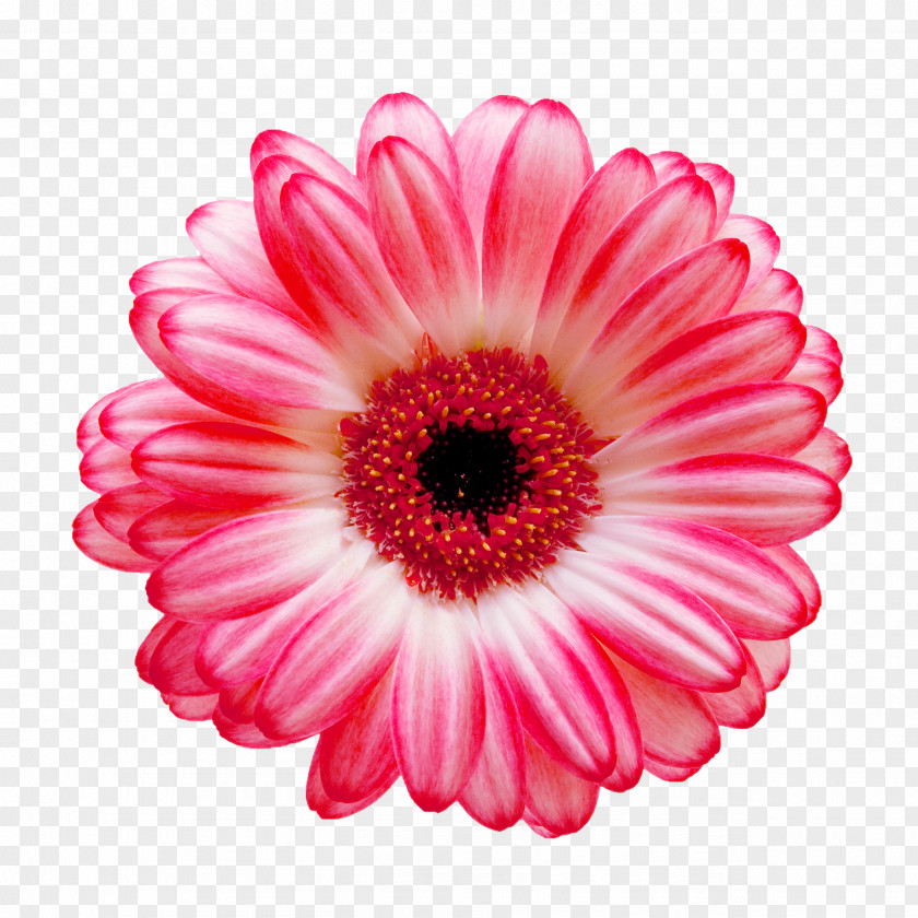 Cartoon Bouquet Of Flowers Picture Material Transvaal Daisy Flower Common Stock Photography White PNG
