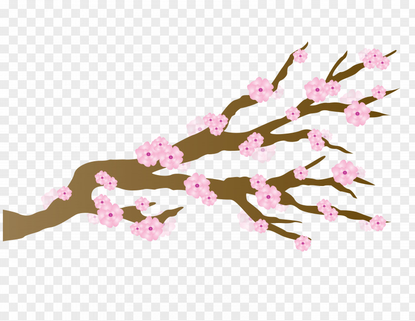 Japan Cherry Blossom PNG