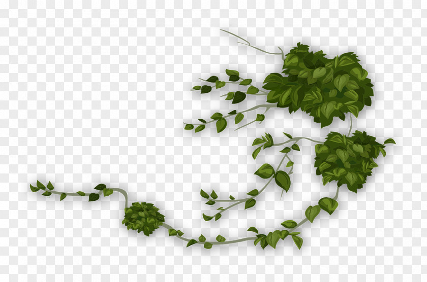 Parsley Family Chervil Drawing Of PNG