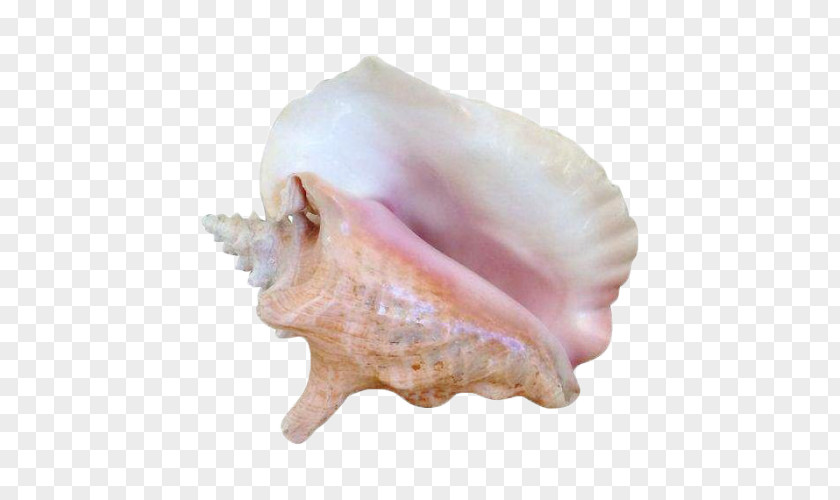 Pink Conch Seashell Sea Snail Molluscs PNG