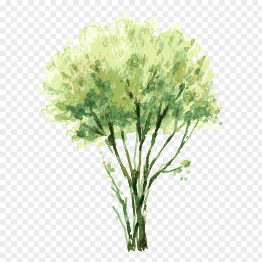 Tree,Trees Watercolor Painting Tree Shrub Illustration PNG