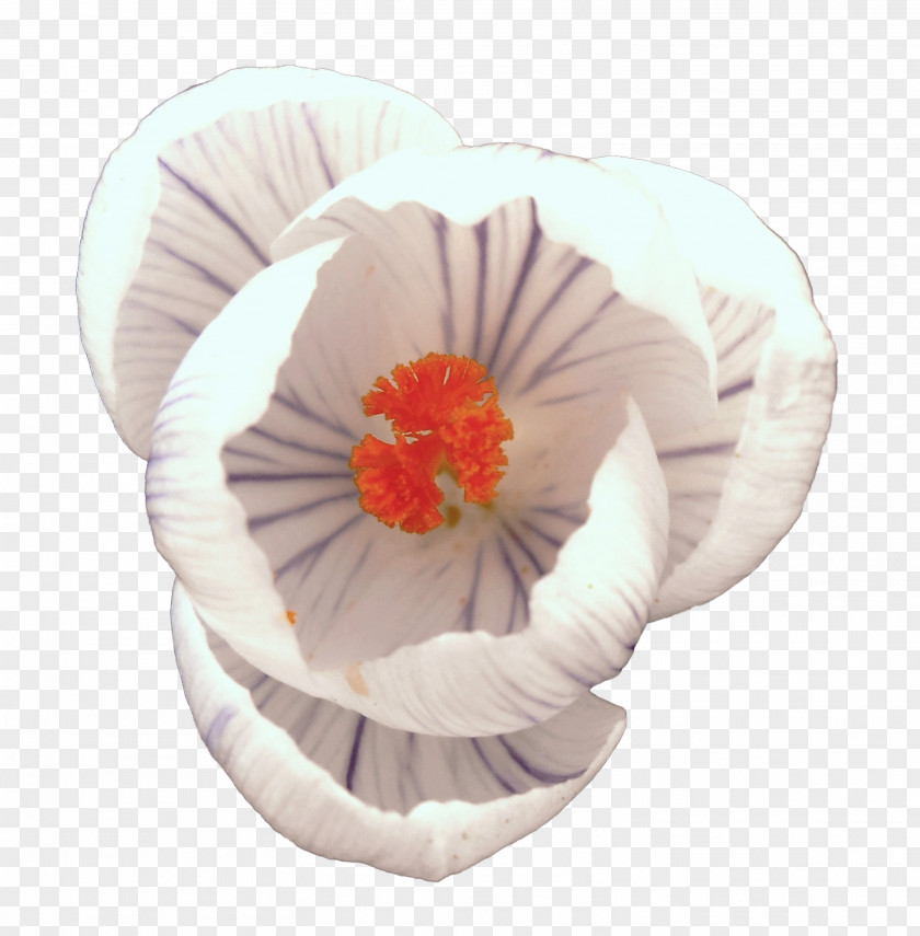 Blossoms Cut Flowers PNG