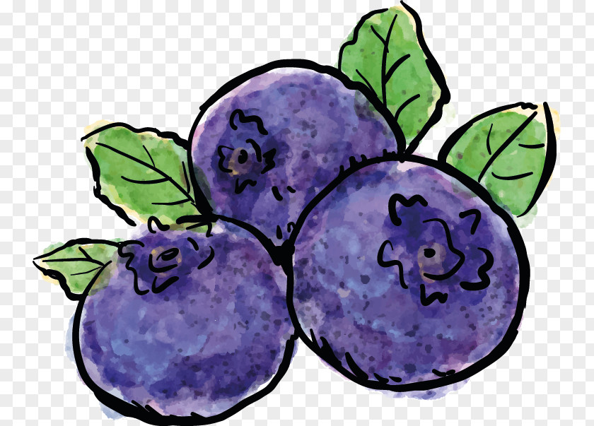 Blueberry Drawing Painting Photography PNG