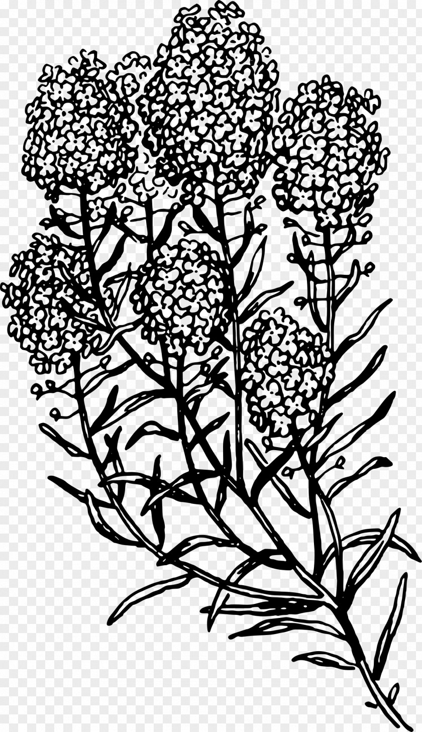 Botanical Flowers Herb Common Rue Clip Art PNG