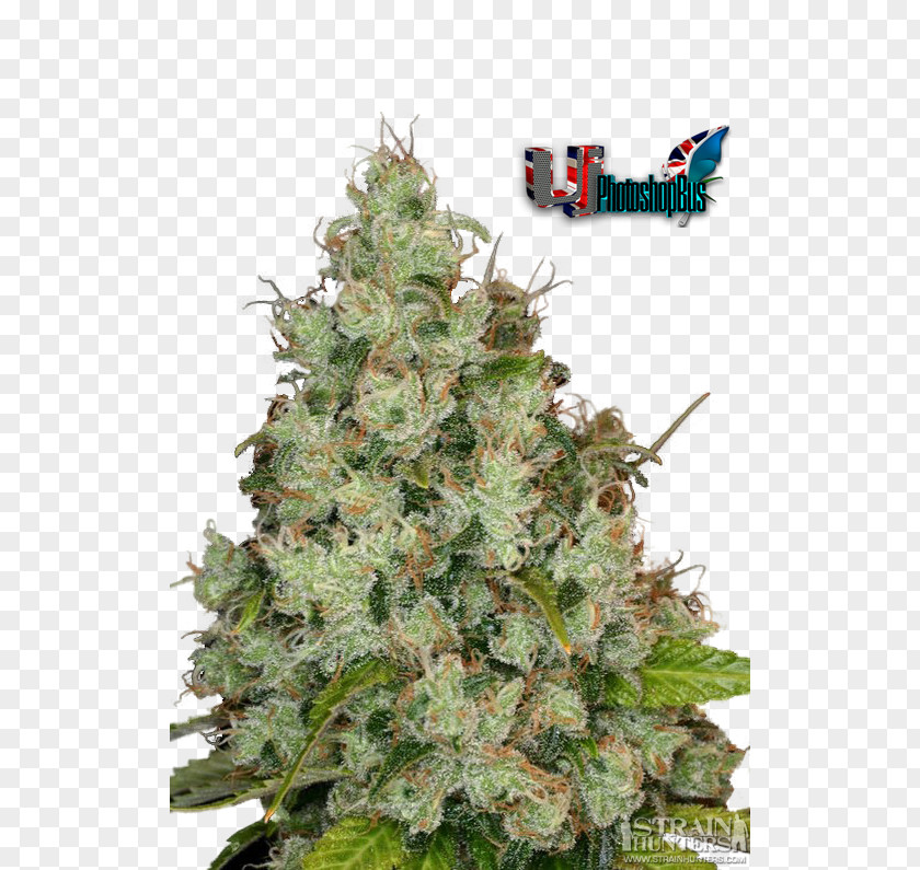 Cannabis Strains Fir Christmas Tree Spruce Day PNG