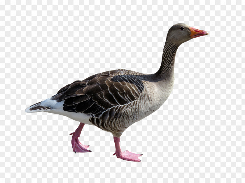 Goose Duck Bird Poultry Animal PNG