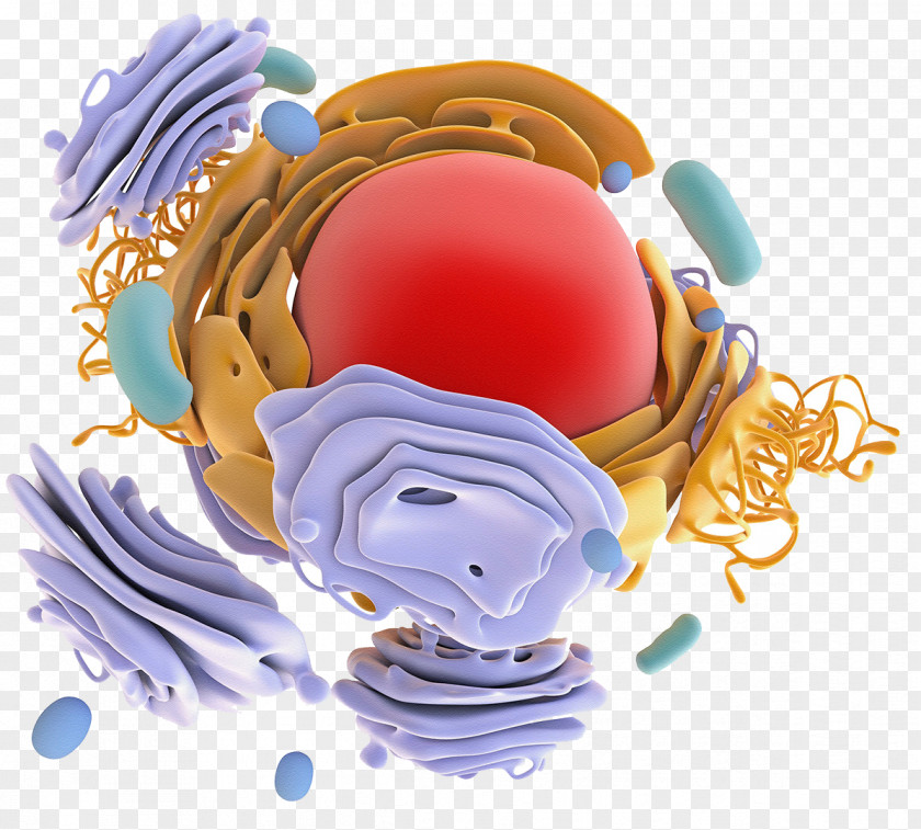 Protein Model Structure Biosynthesis Ribosome Targeting Antibody PNG