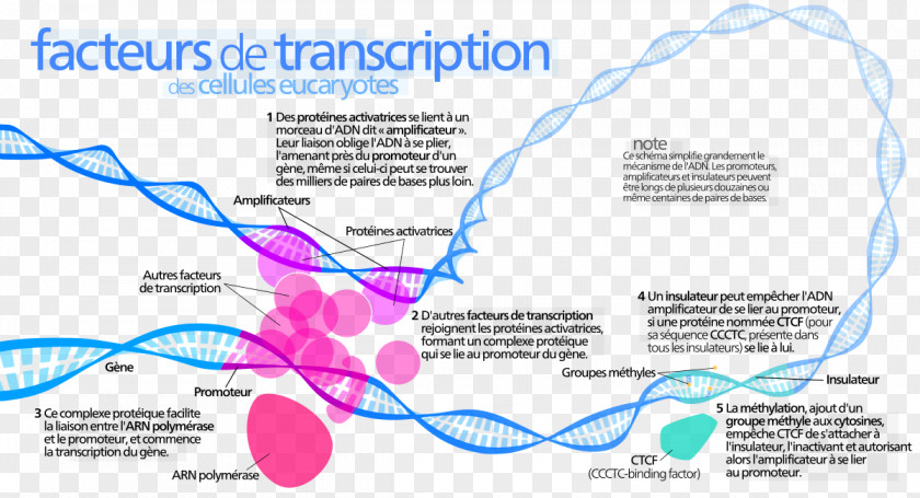 Transcription Factor Activator Enhancer DNA PNG
