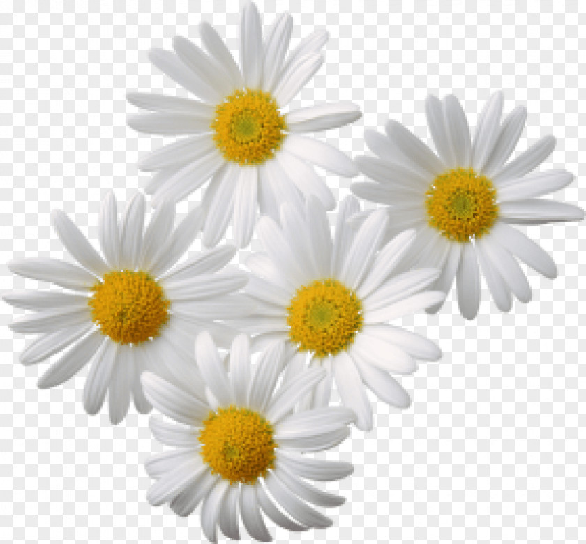 Chamomile Common Daisy Clip Art PNG