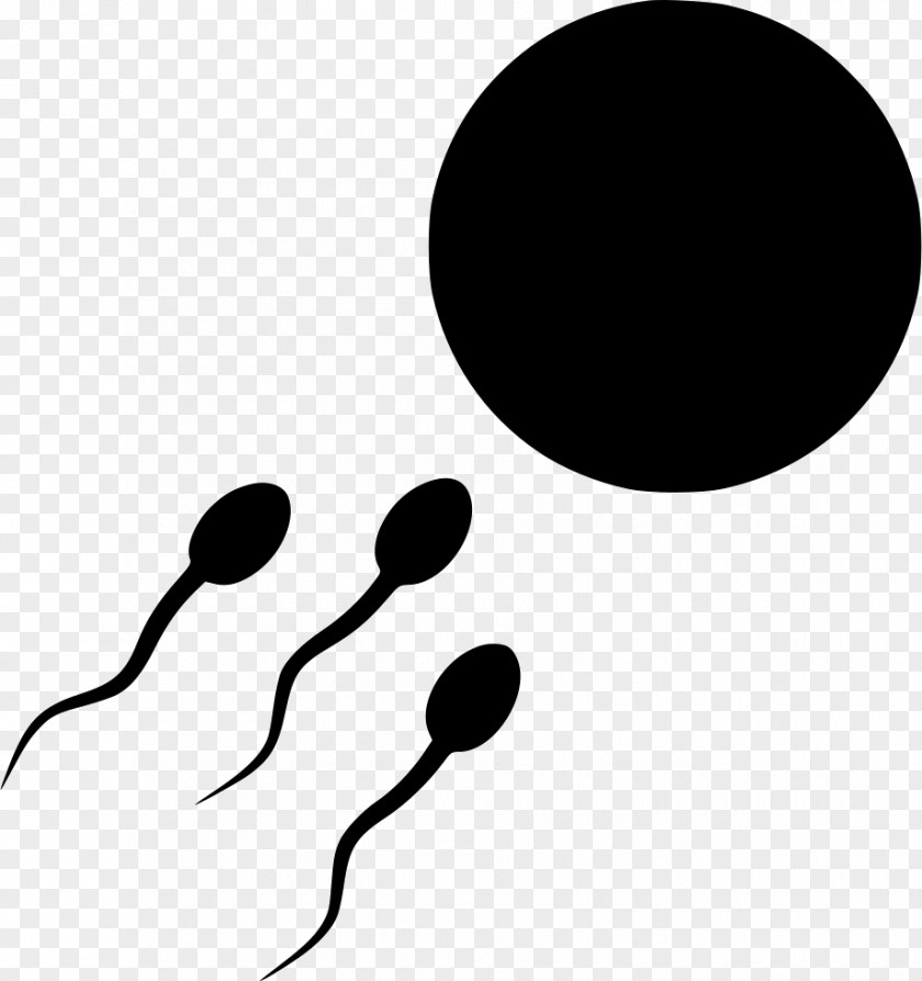 Egg Cell Sperm Semen Fertilisation PNG cell Fertilisation, clipart PNG