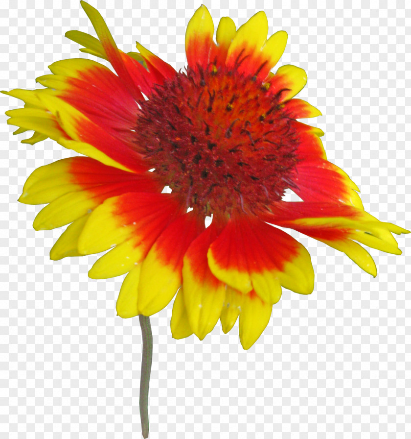 Gaillardia Mesa Jaune Blanket Flowers Digital Image Adobe Photoshop PNG