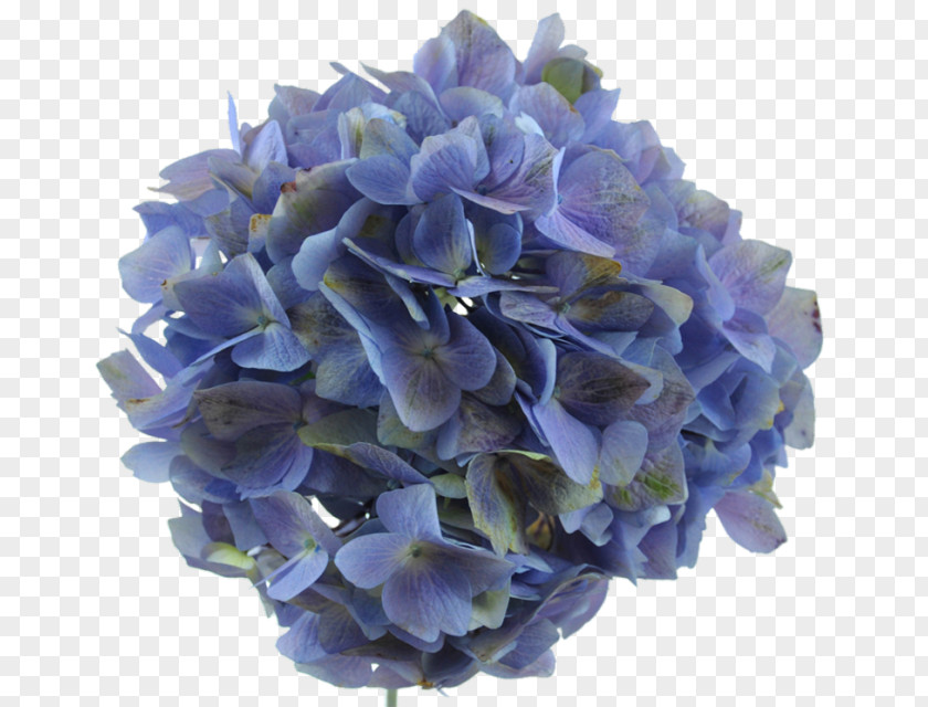 Lavender Hydrangea Flower Blue Purple PNG