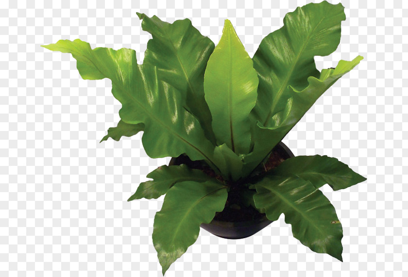 Monstera Plant Leaf Asplenium Nidus Burknar Cut Flowers PNG