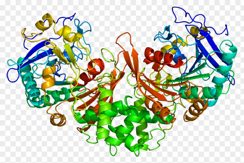 Cathepsin A Gene Galactosialidosis D PNG