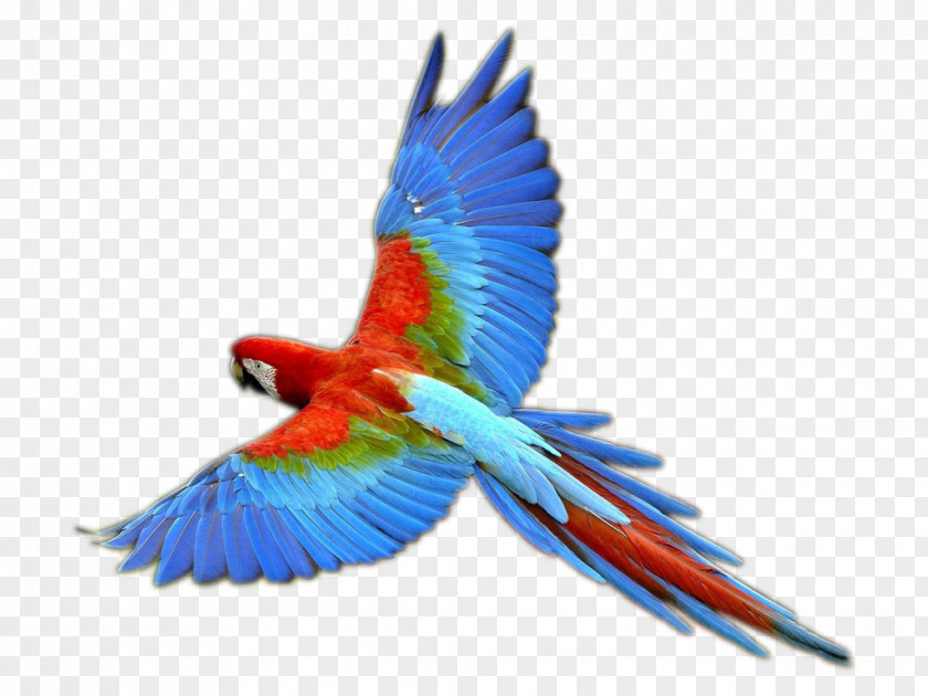 Flying Parrot Bird Macaw Clip Art PNG