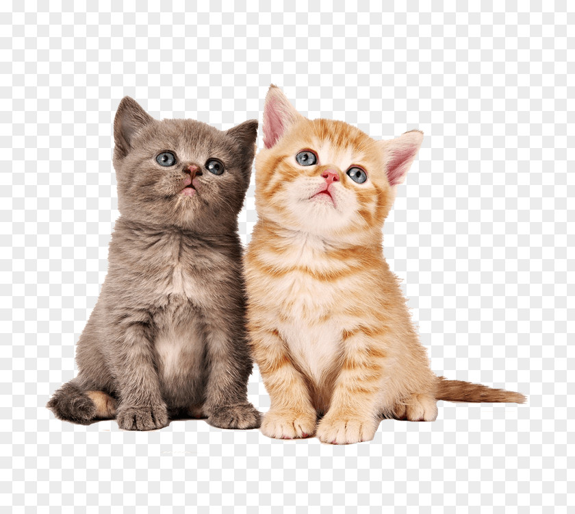 Piel De Gato Kitten Siamese Cat Munchkin Desktop Wallpaper Savannah PNG