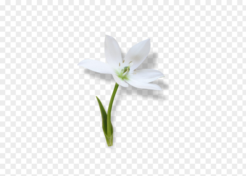 Snowdrop Ornamental Plant Jersey Lily Spring Clip Art PNG