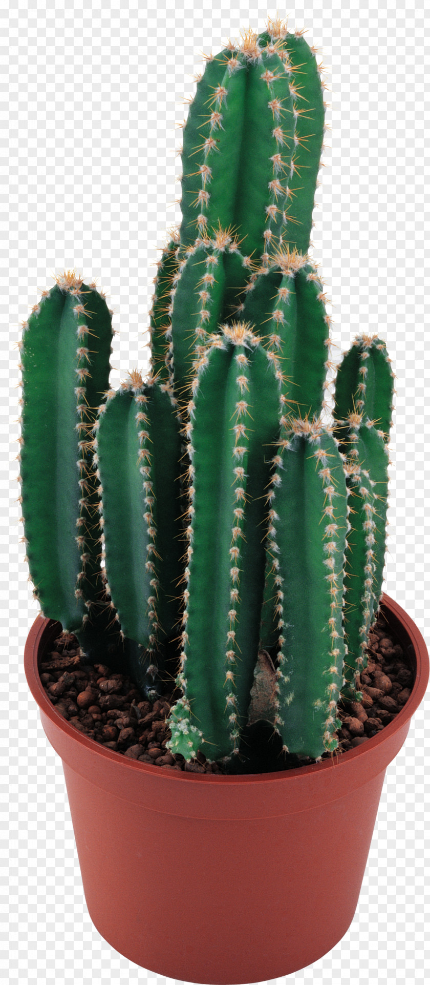 Watercolor Cactus Cactaceae Clip Art PNG