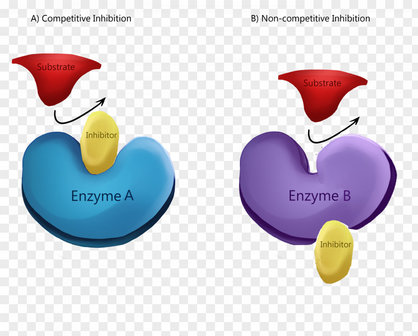 Enzyme Activity Inhibitor Competitive Inhibition Allosteric Regulation Reaction PNG