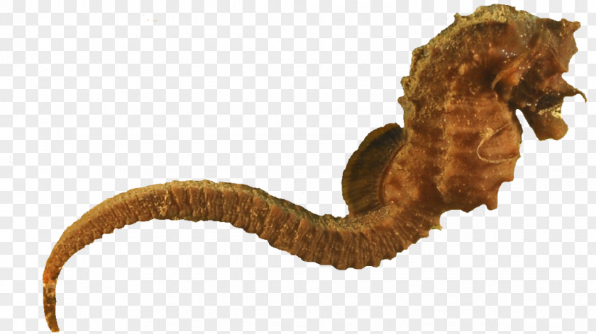 Seahorses Seahorse Animal PNG