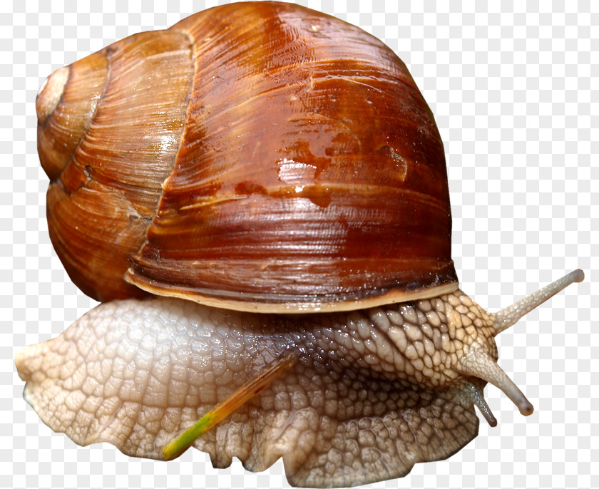 Snail Pond Snails Slug Gastropods PNG