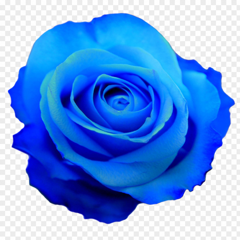 Blue Rose Flower PNG