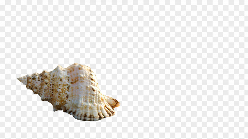 Conch Seashell Starfish Conchology Sea Snail PNG
