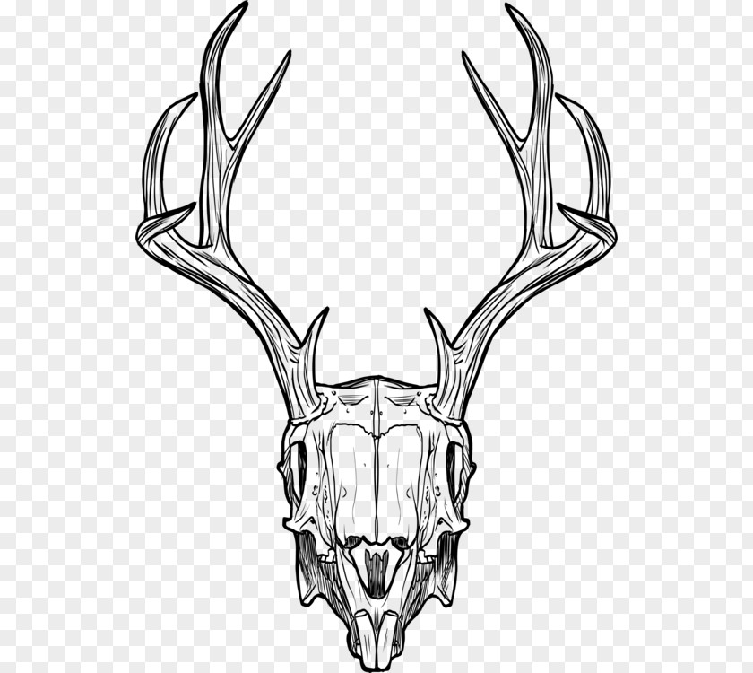 Deer Elk Horn Antler Line Art Snout Bone PNG