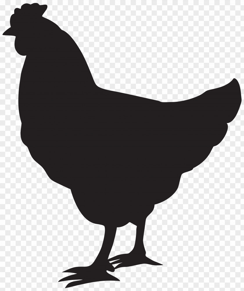 Hen Ayam Cemani Silhouette Clip Art PNG