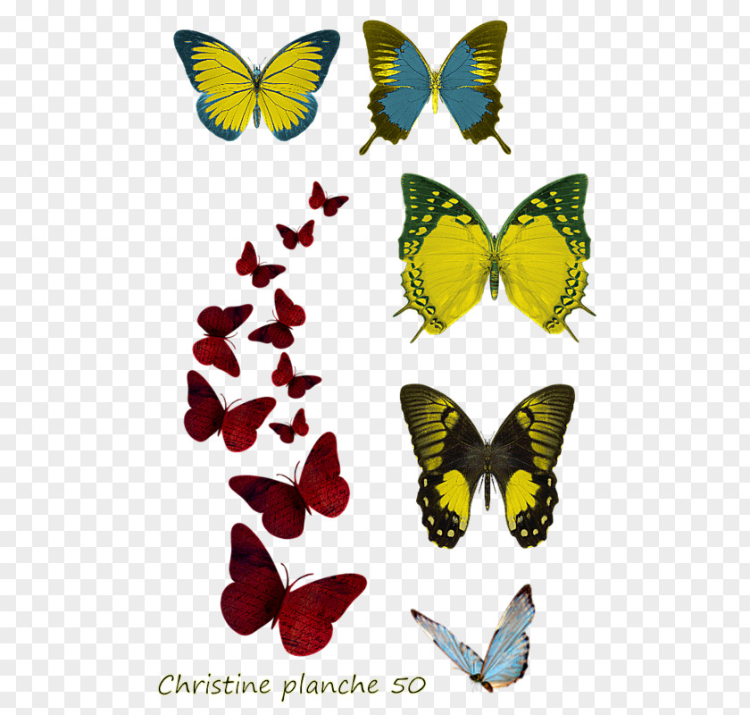 Papillon Insecte Image Desktop Wallpaper Butterfly Painting PNG