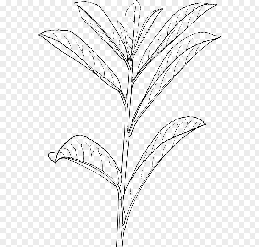 Plant Shrub Drawing Tree PNG